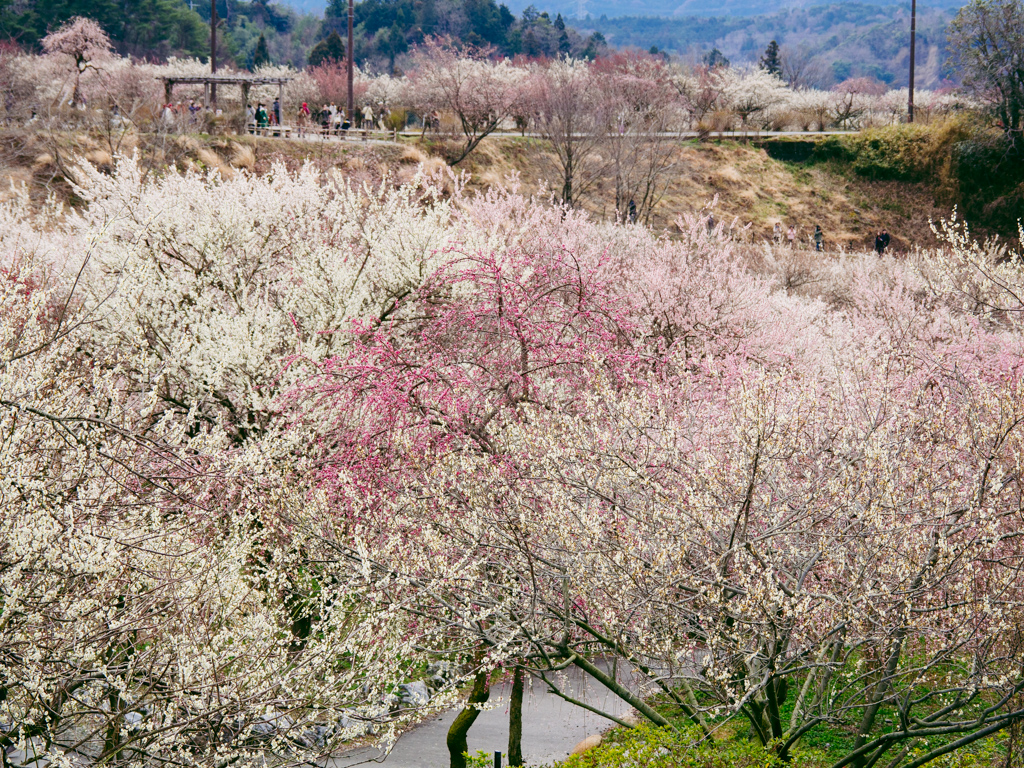 f:id:karaage:20190317135552j:plain:w640