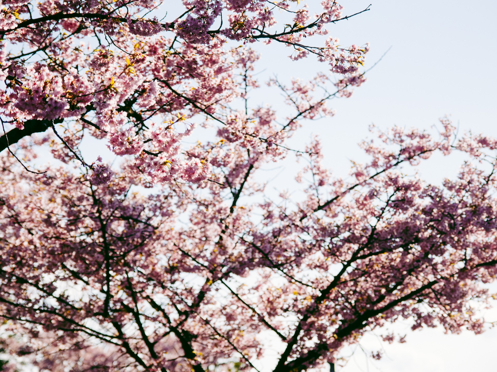 f:id:karaage:20190317160917j:plain:w640