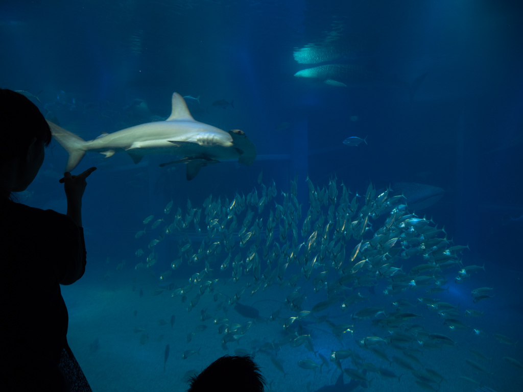 f:id:karaage:20190831160014j:plain:w640