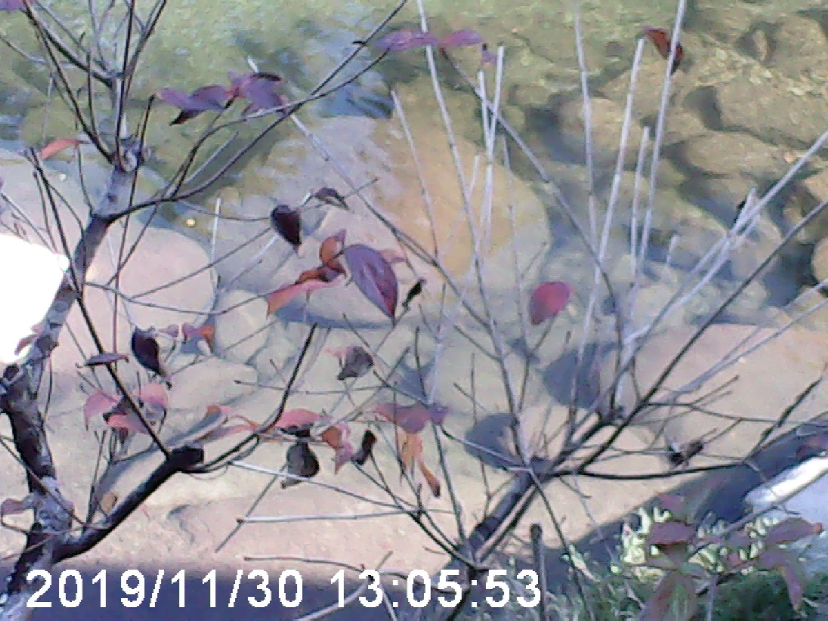f:id:karaage:20191201185621j:plain