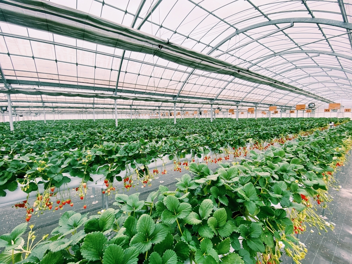 f:id:karaage:20200222111541j:plain:w640