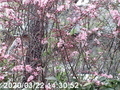 20200420220031