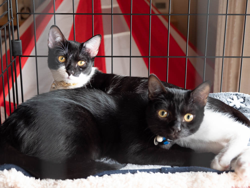 f:id:karaage:20211024131726j:plain:w640