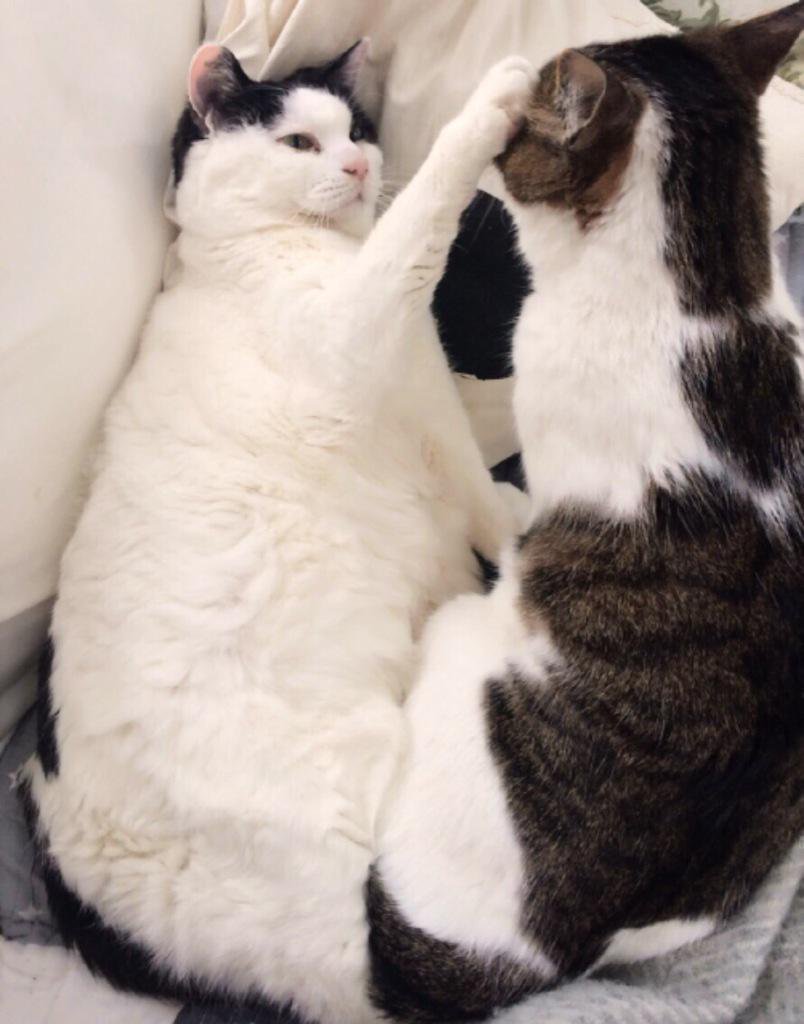 あいあい猫写真まとめ ミンとルウ