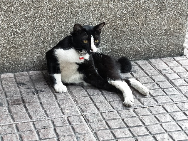 f:id:karaage0141:20190725190120j:image