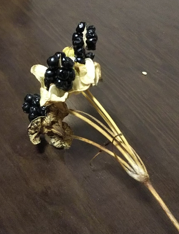 f:id:karadakobo:20191026191852j:plain f:id:karadakobo:20191026191852j:plain