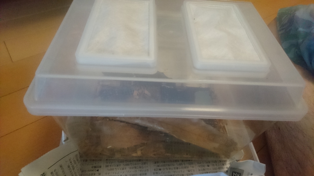 自室飼育 クワガタのダニ予防 行っていることまとめました