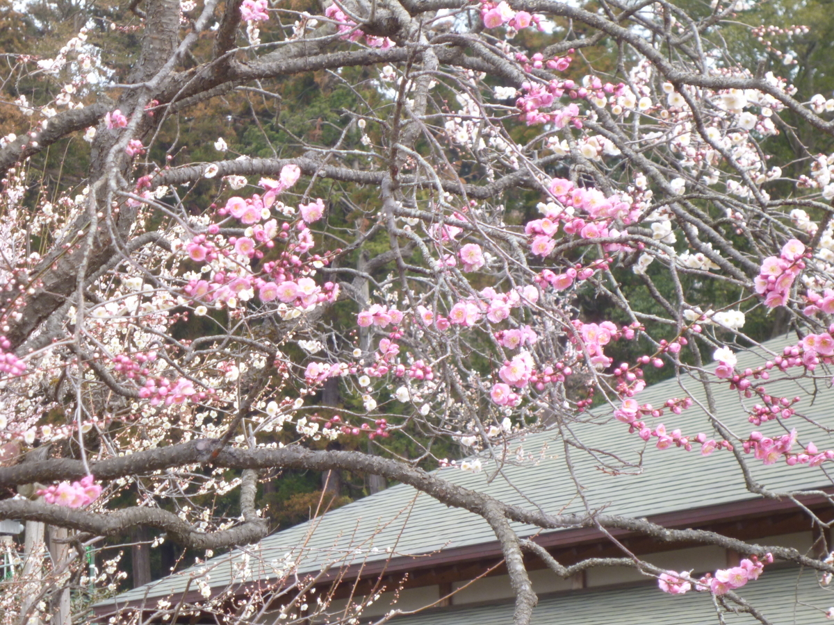f:id:karamomonikki:20190314170345j:plain f:id:karamomonikki:20190314170345j:plain
