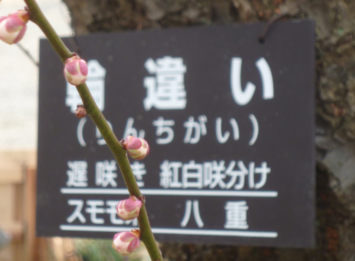 f:id:karamomonikki:20190314170354j:plain f:id:karamomonikki:20190314170354j:plain