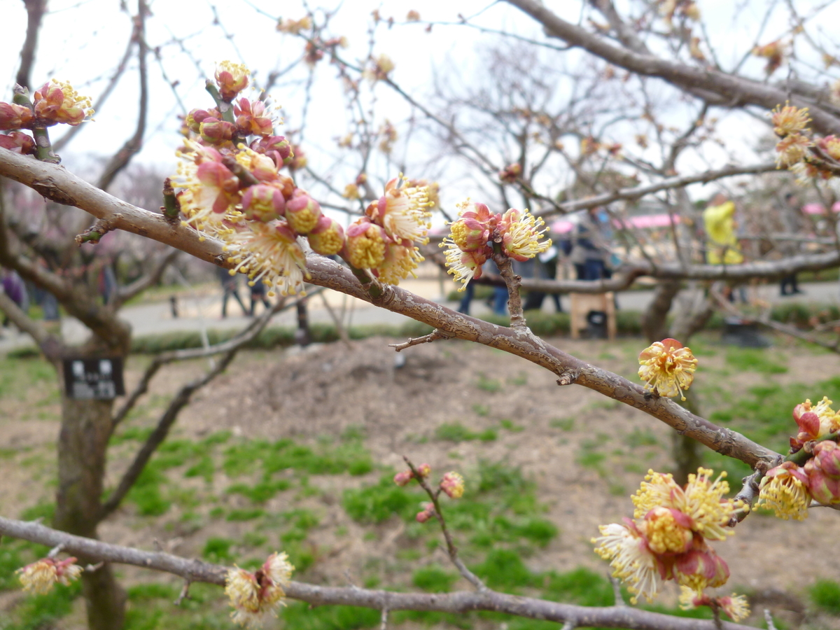 f:id:karamomonikki:20190314170439j:plain f:id:karamomonikki:20190314170439j:plain
