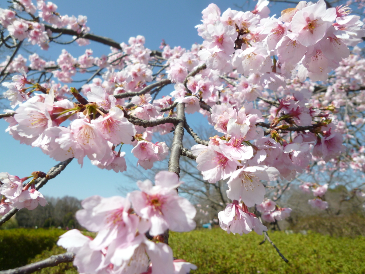 f:id:karamomonikki:20190318132224j:plain f:id:karamomonikki:20190318132224j:plain