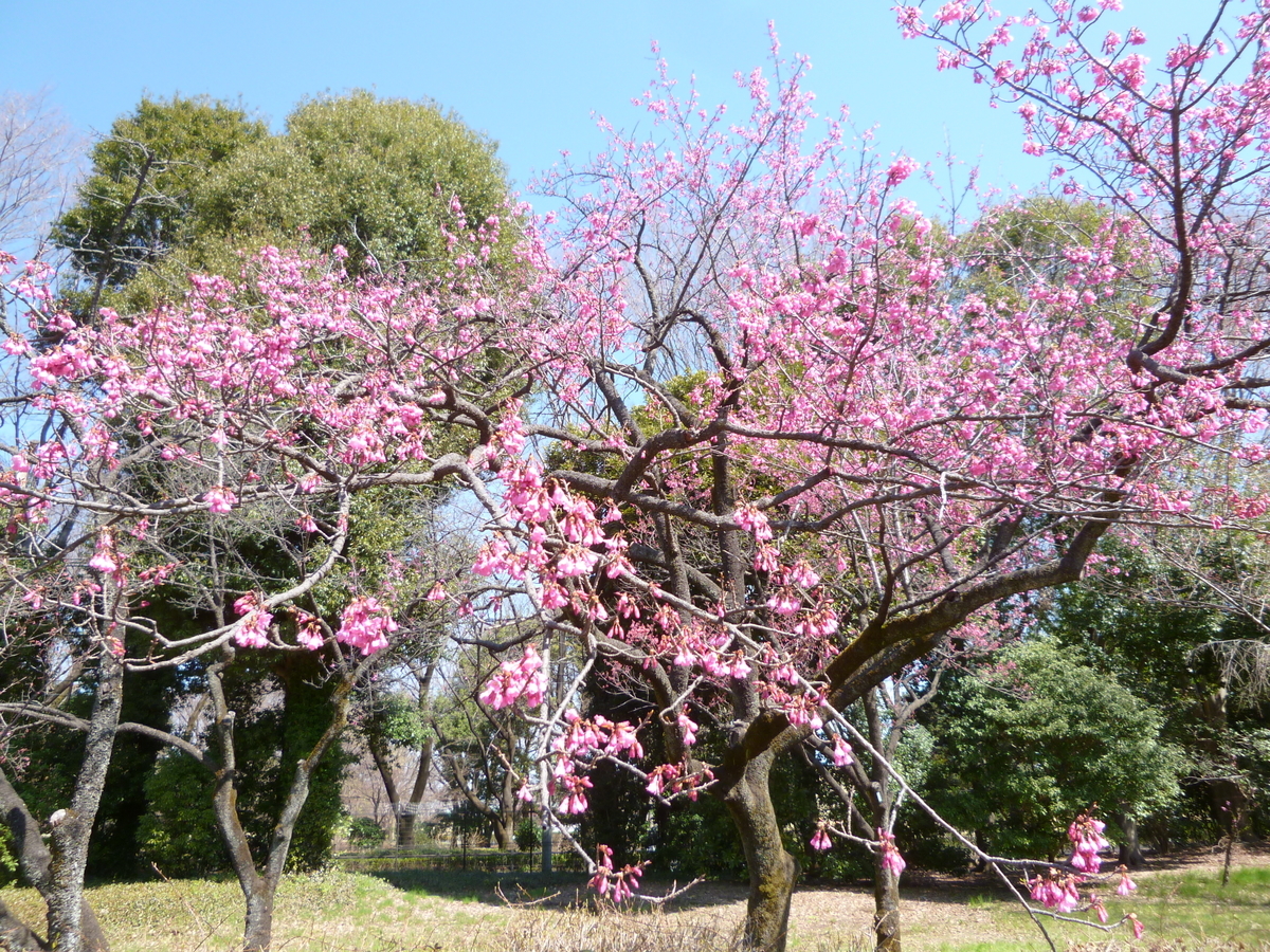 f:id:karamomonikki:20190320143218j:plain f:id:karamomonikki:20190320143218j:plain