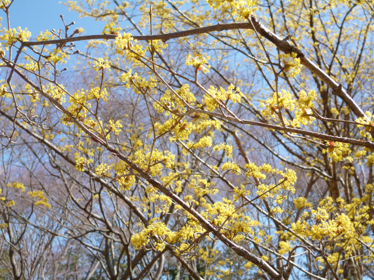 f:id:karamomonikki:20190320143225j:plain f:id:karamomonikki:20190320143225j:plain