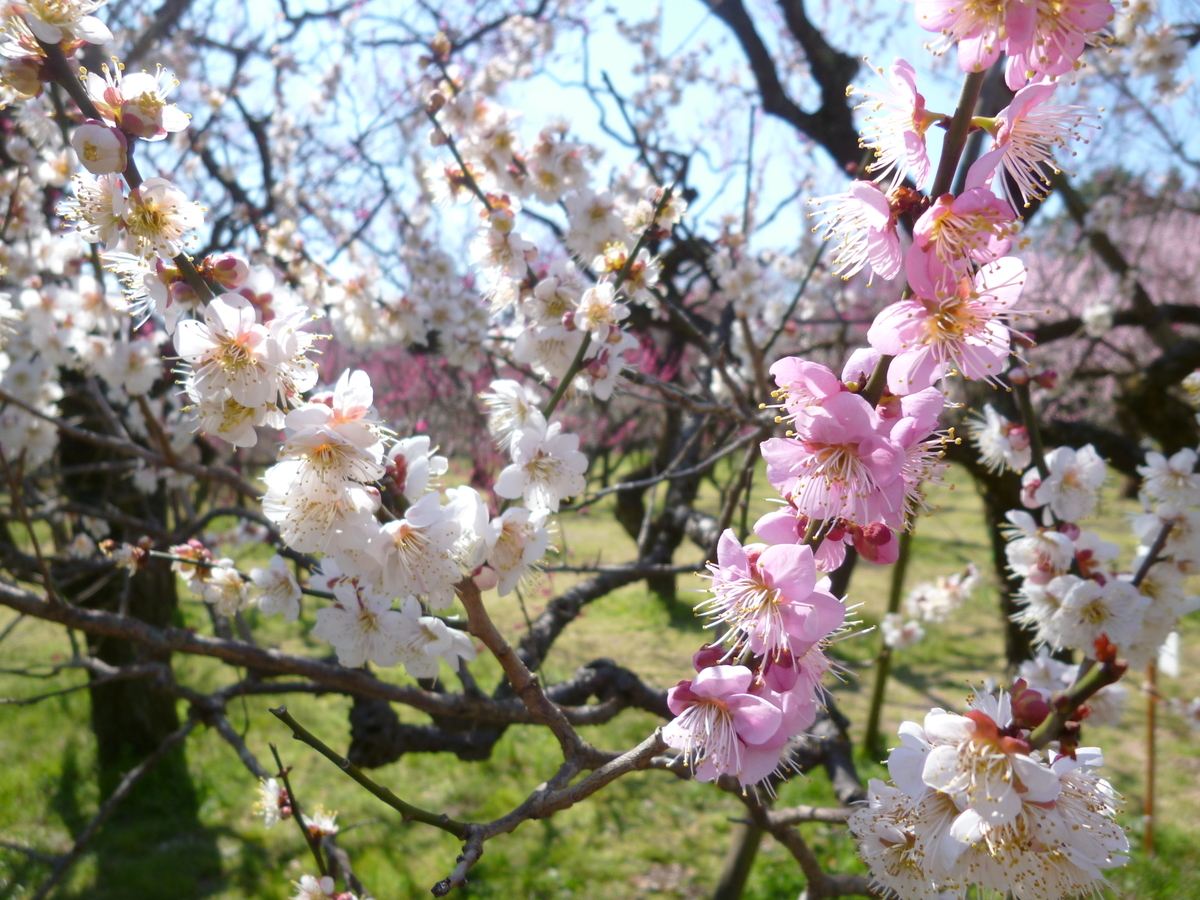 f:id:karamomonikki:20190320143230j:plain f:id:karamomonikki:20190320143230j:plain