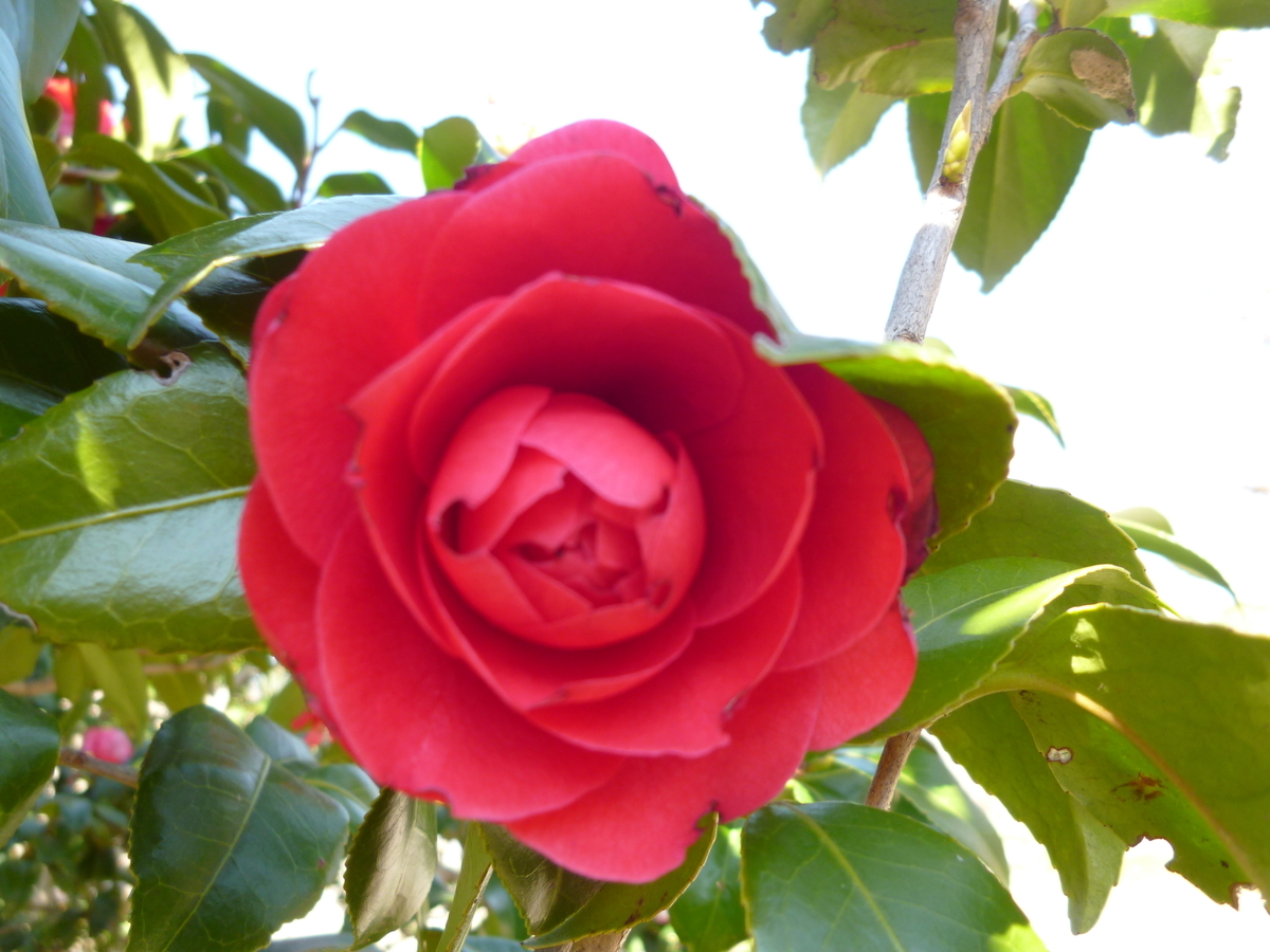 f:id:karamomonikki:20190320143235j:plain f:id:karamomonikki:20190320143235j:plain