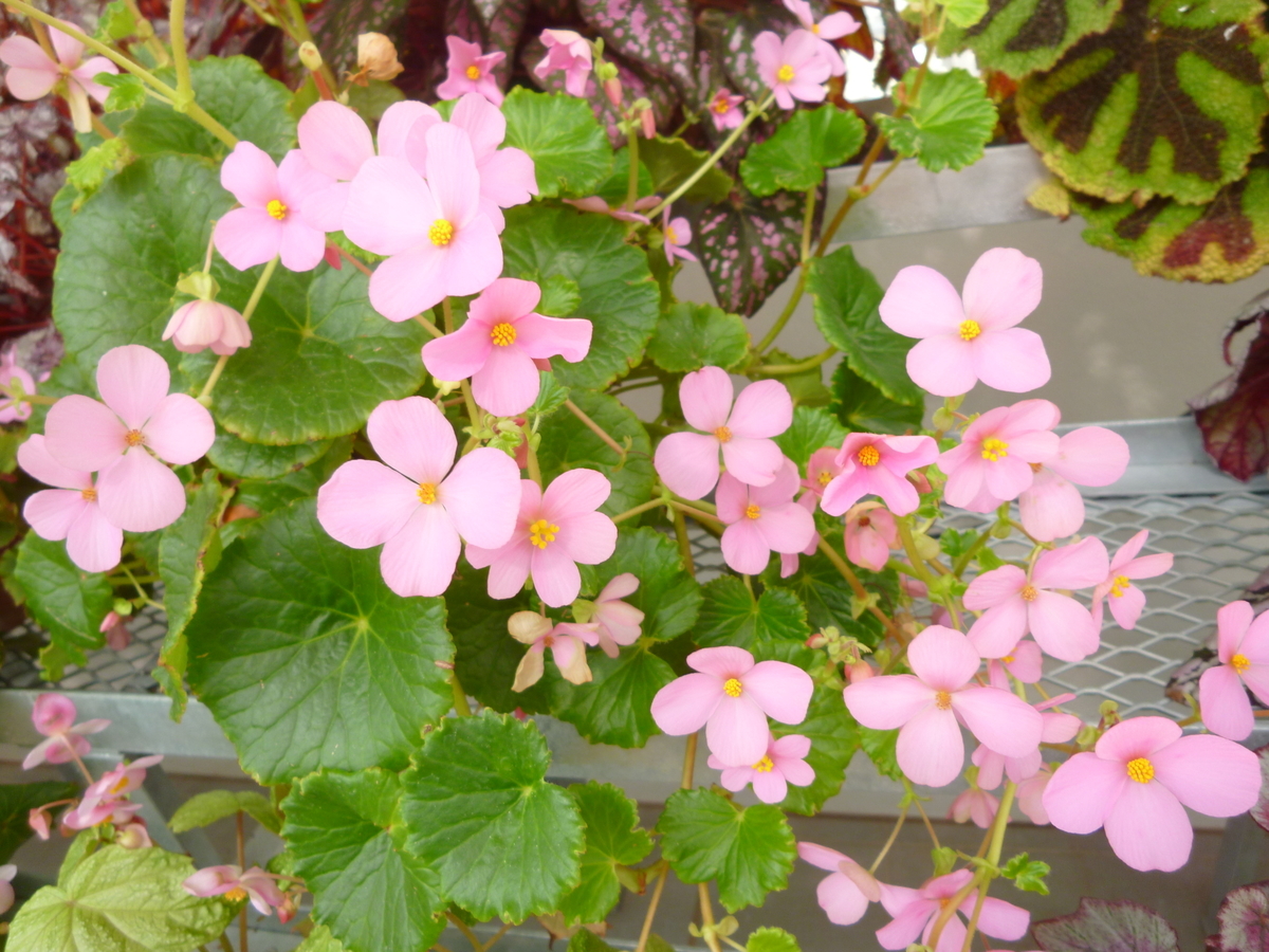 f:id:karamomonikki:20190320144056j:plain f:id:karamomonikki:20190320144056j:plain