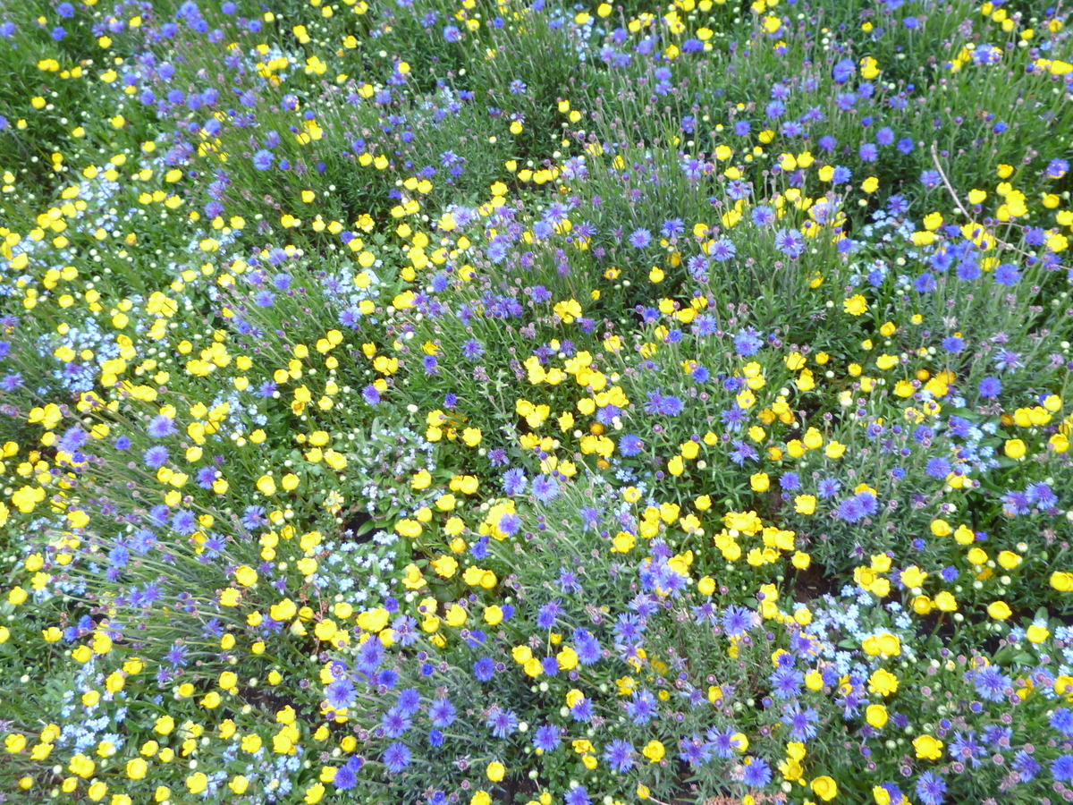 f:id:karamomonikki:20190408090300j:plain f:id:karamomonikki:20190408090300j:plain
