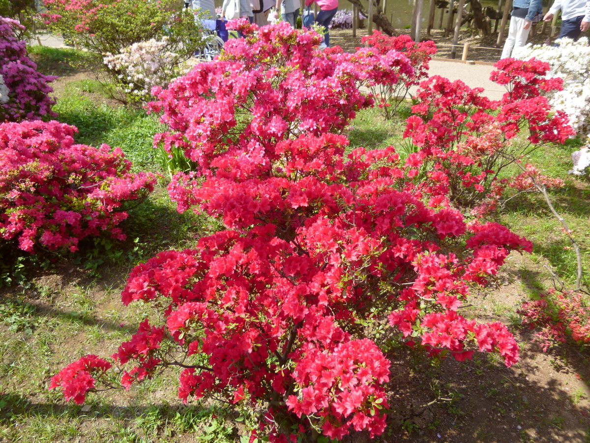 f:id:karamomonikki:20190510090405j:plain f:id:karamomonikki:20190510090405j:plain