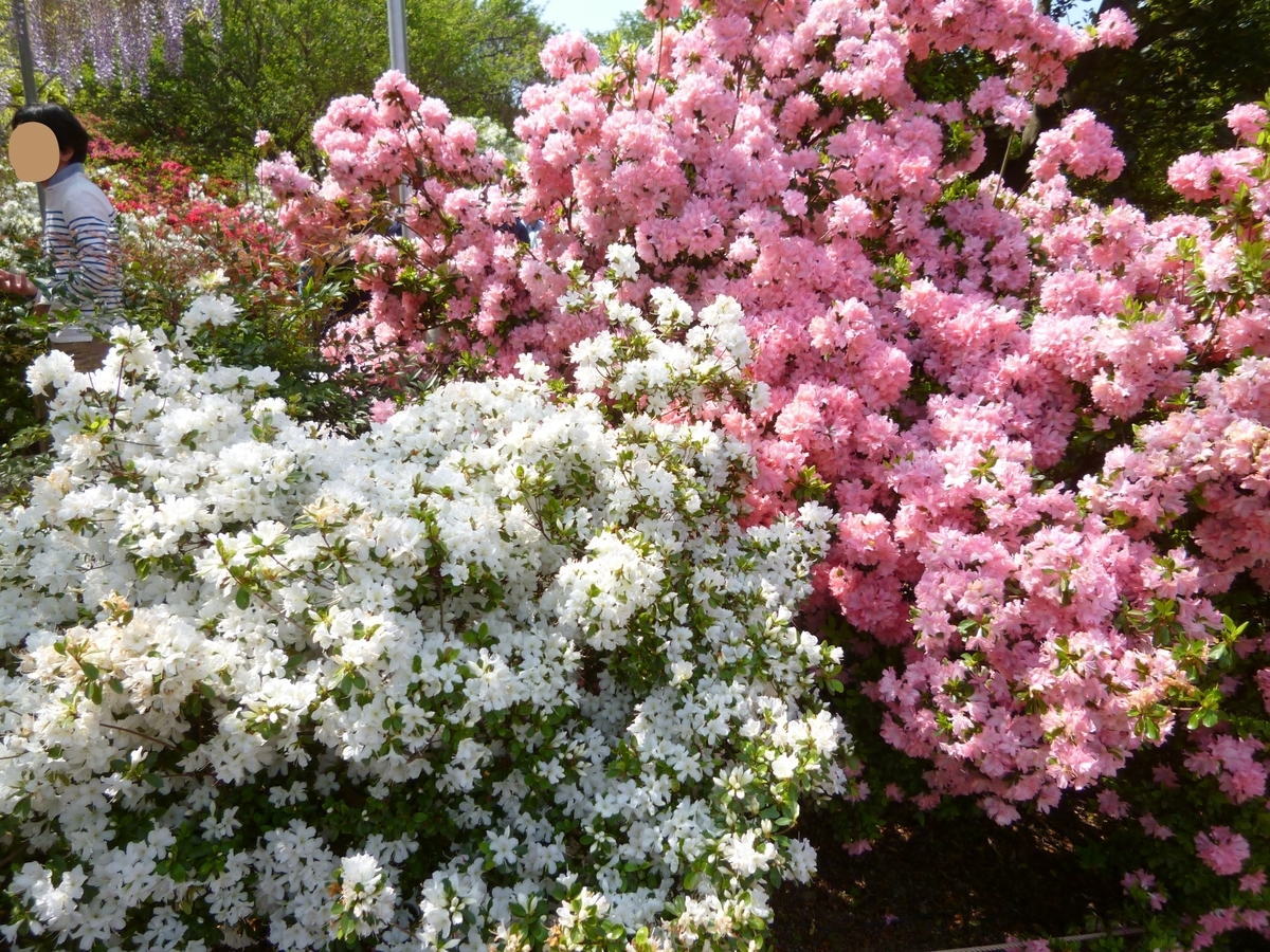f:id:karamomonikki:20190510090725j:plain f:id:karamomonikki:20190510090725j:plain