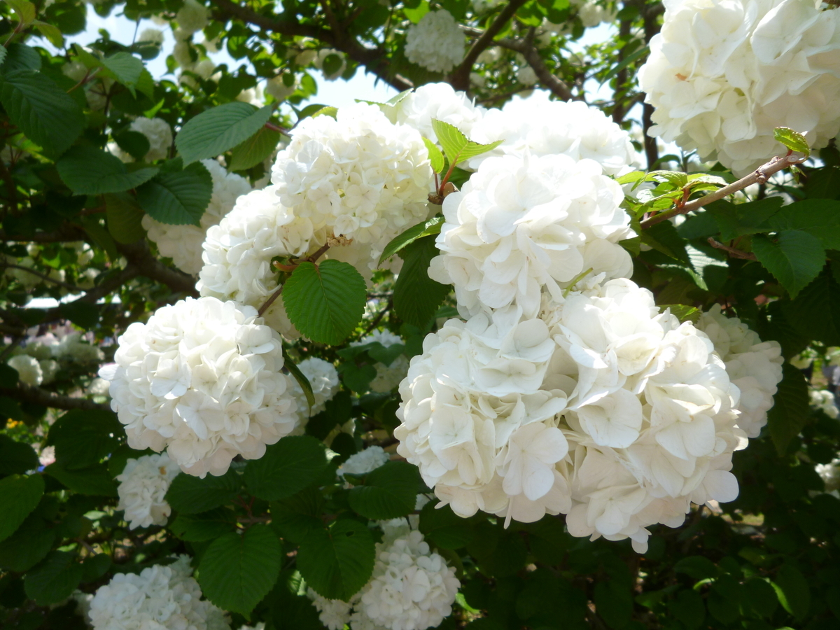 f:id:karamomonikki:20190510094441j:plain f:id:karamomonikki:20190510094441j:plain