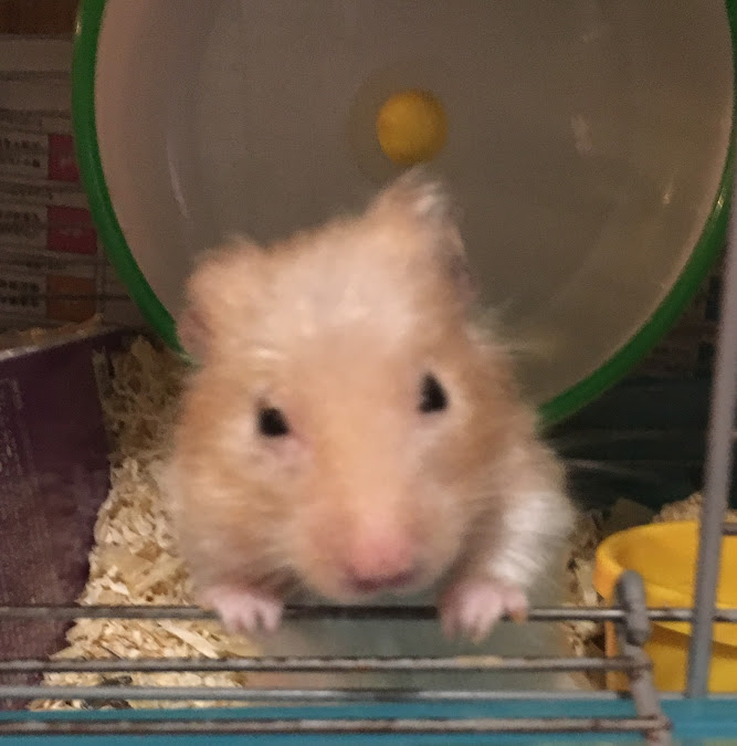 f:id:karanezumi:20190815141454j:plain f:id:karanezumi:20190815141454j:plain