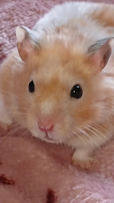 f:id:karanezumi:20190815142048j:plain f:id:karanezumi:20190815142048j:plain