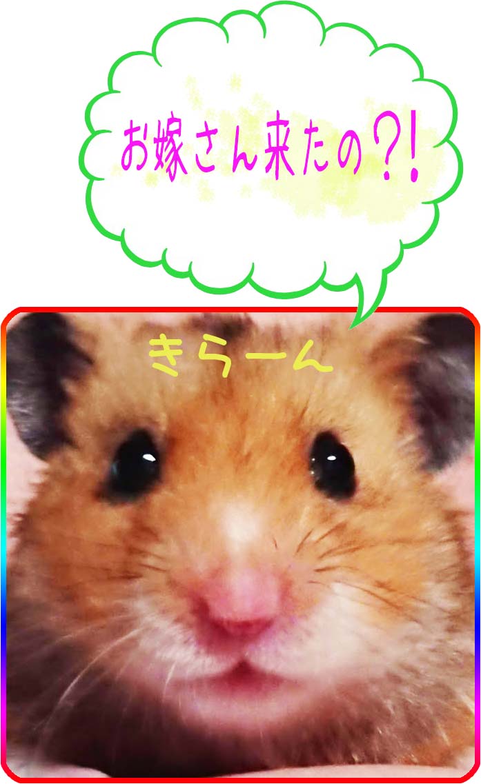 f:id:karanezumi:20191024132444j:plain f:id:karanezumi:20191024132444j:plain