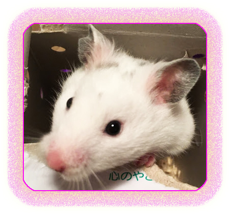 f:id:karanezumi:20191024133336j:plain f:id:karanezumi:20191024133336j:plain
