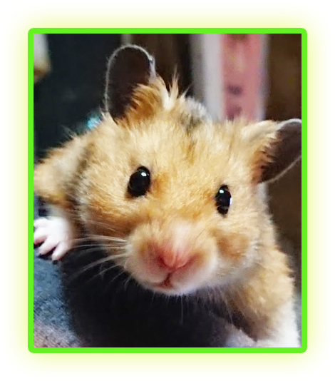 f:id:karanezumi:20191024134945j:plain f:id:karanezumi:20191024134945j:plain