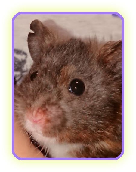 f:id:karanezumi:20191024134957j:plain f:id:karanezumi:20191024134957j:plain