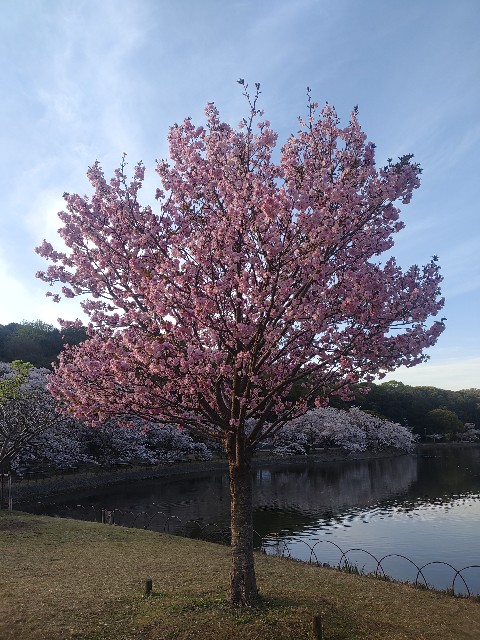 f:id:kararink:20240413070502j:image f:id:kararink:20240413070502j:image