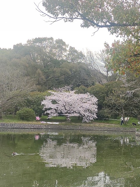 f:id:kararink:20240413072242j:image f:id:kararink:20240413072242j:image