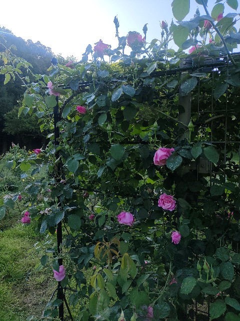 f:id:kararink:20240504105605j:image f:id:kararink:20240504105605j:image