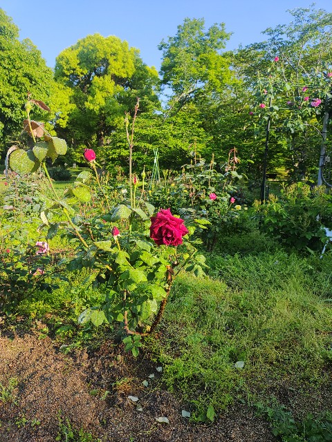 f:id:kararink:20240504105642j:image f:id:kararink:20240504105642j:image