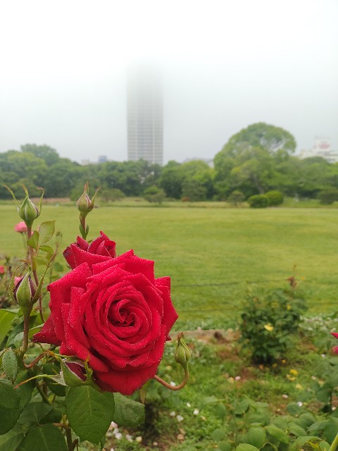 f:id:kararink:20240601160112j:image f:id:kararink:20240601160112j:image