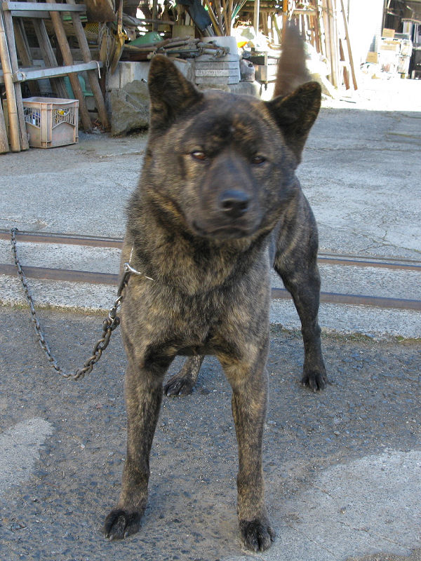 [個人][飼犬][甲斐犬]