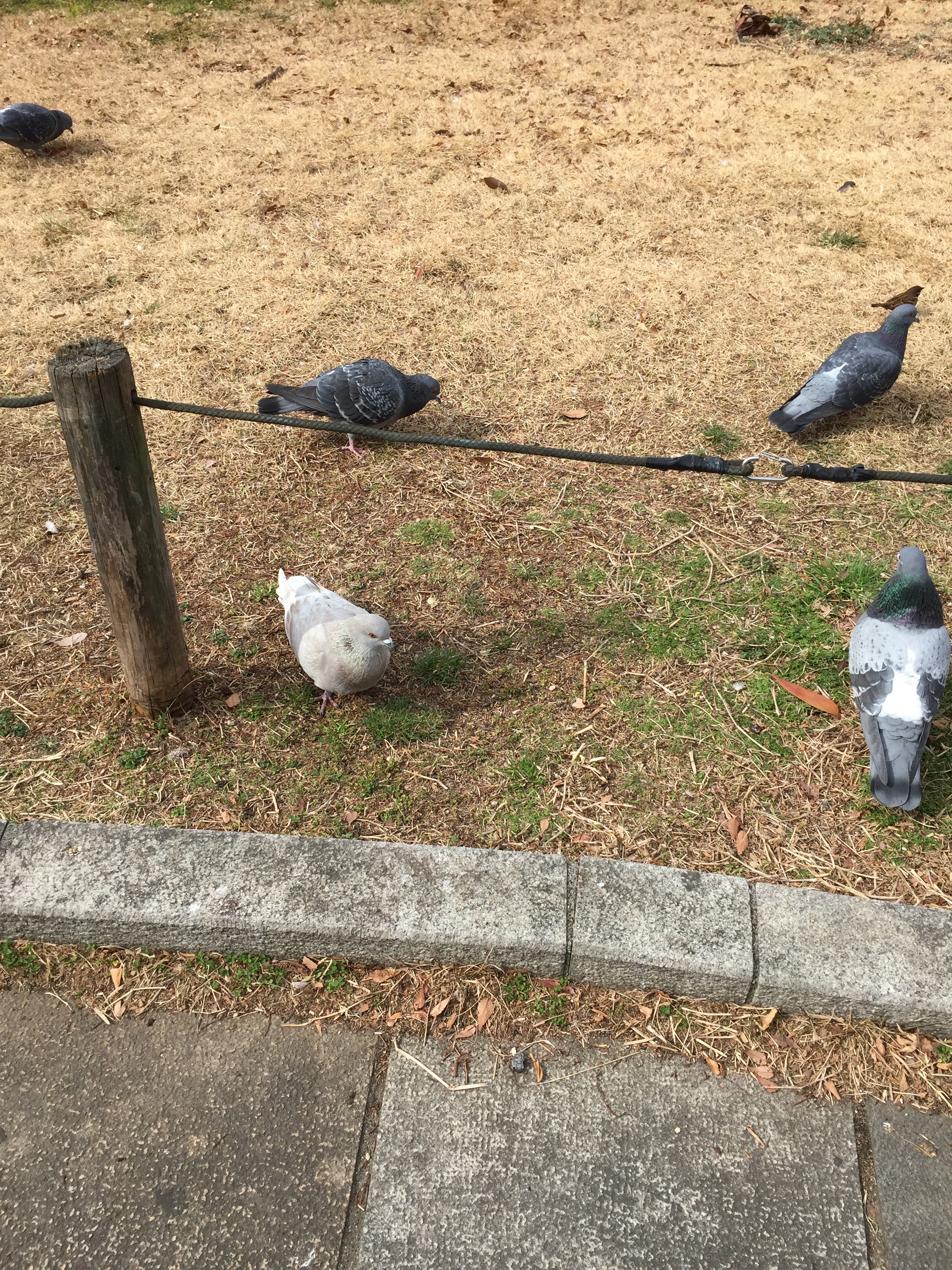 f:id:karasu483:20190215213525j:image