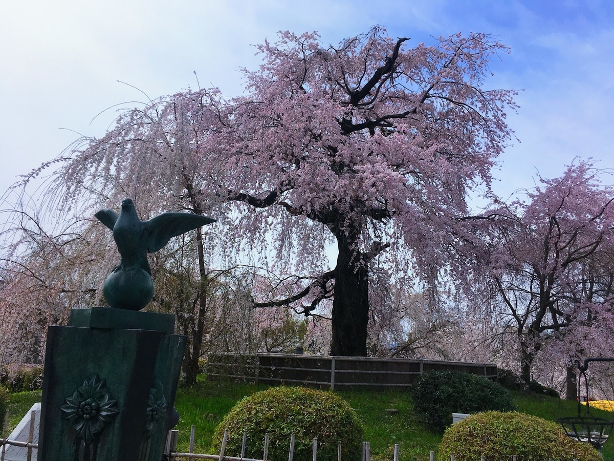 祇園枝垂れ桜