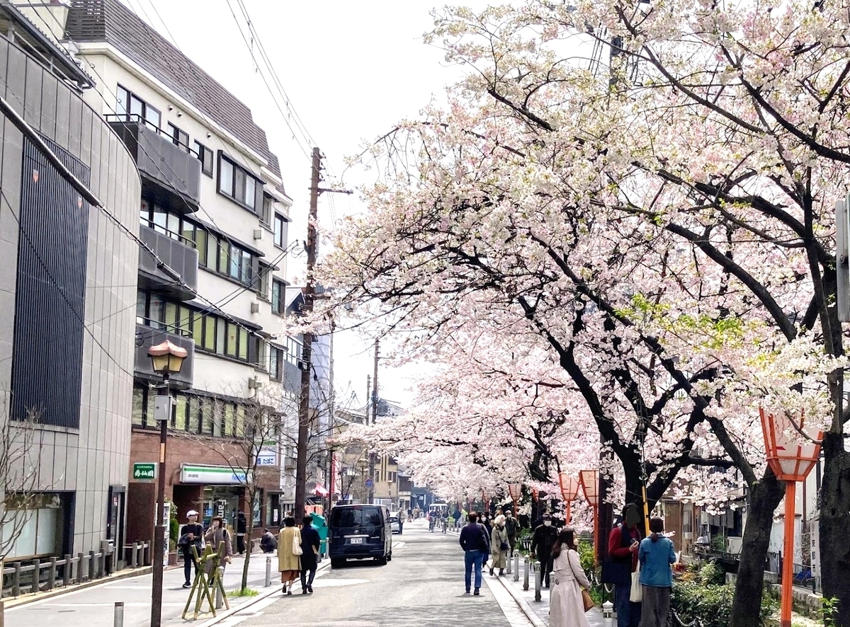 高瀬川の桜