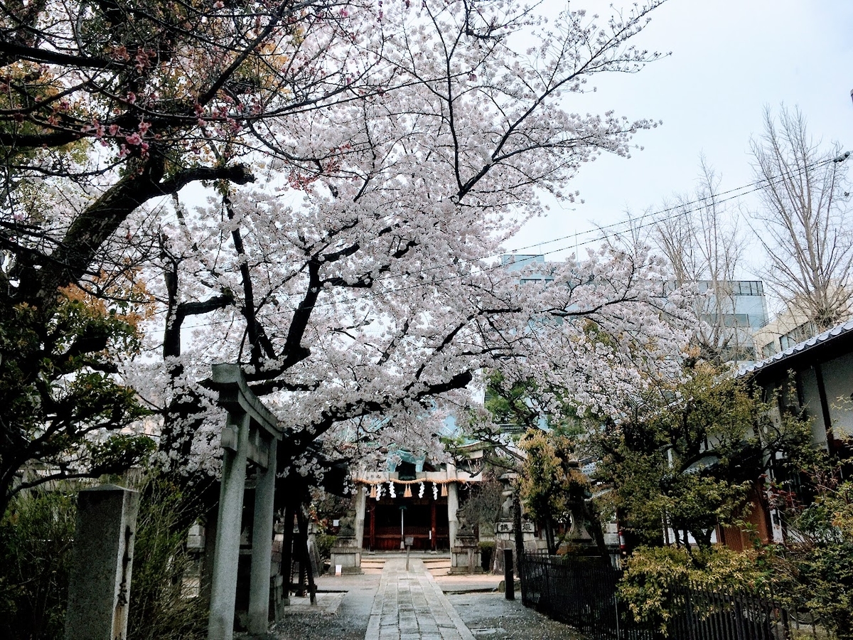 sakura