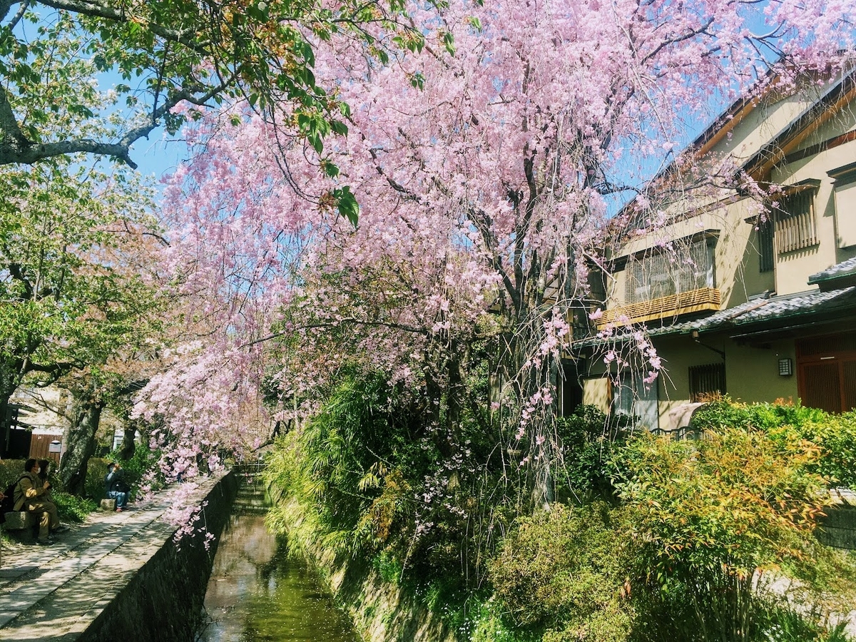 哲学の道の桜
