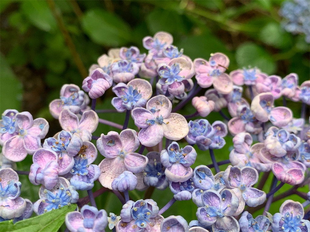 f:id:karasunohana:20190630185602j:image