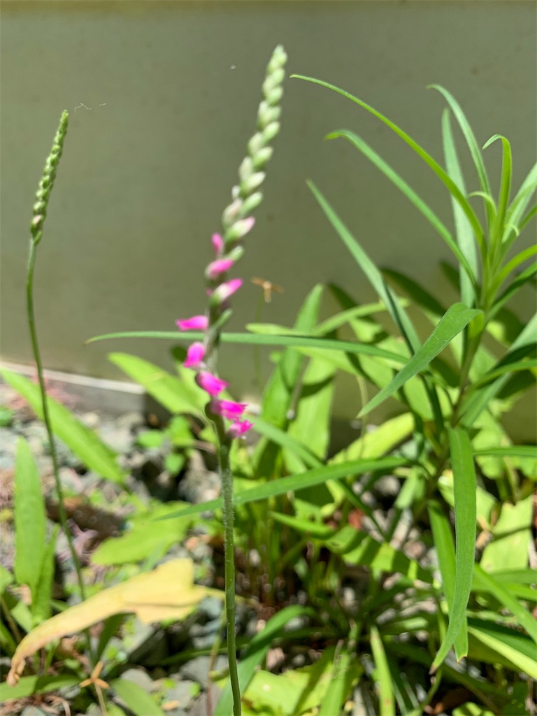 f:id:karasunohana:20190703144608j:image