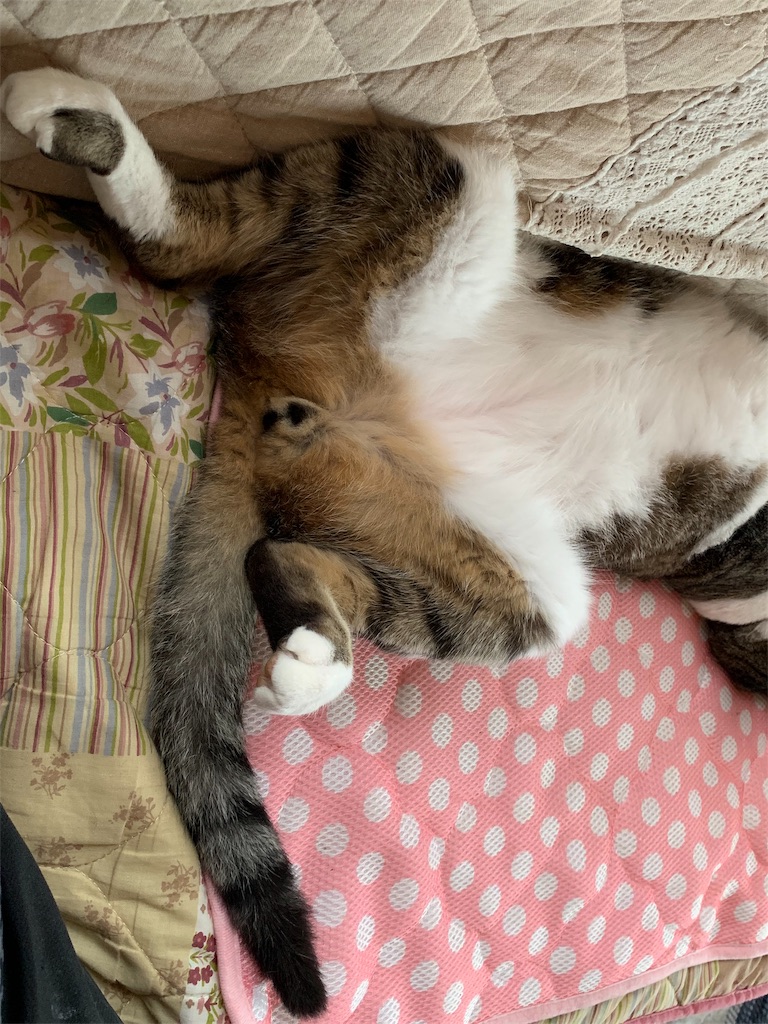 f:id:karasunohana:20190706202926j:image