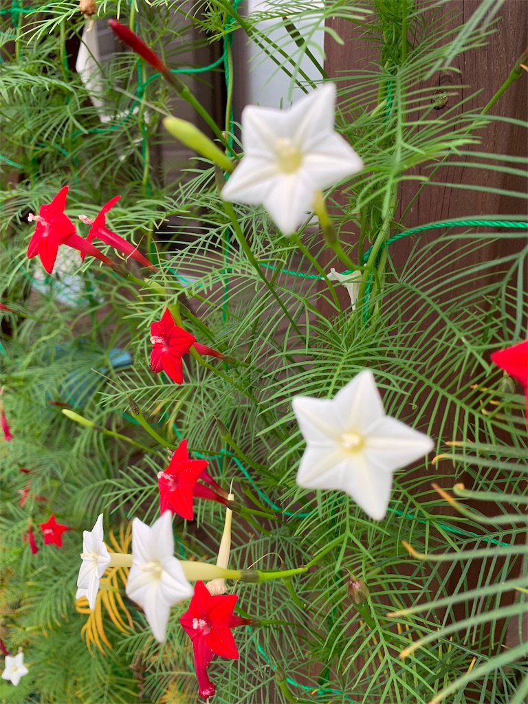 f:id:karasunohana:20190710005333j:image