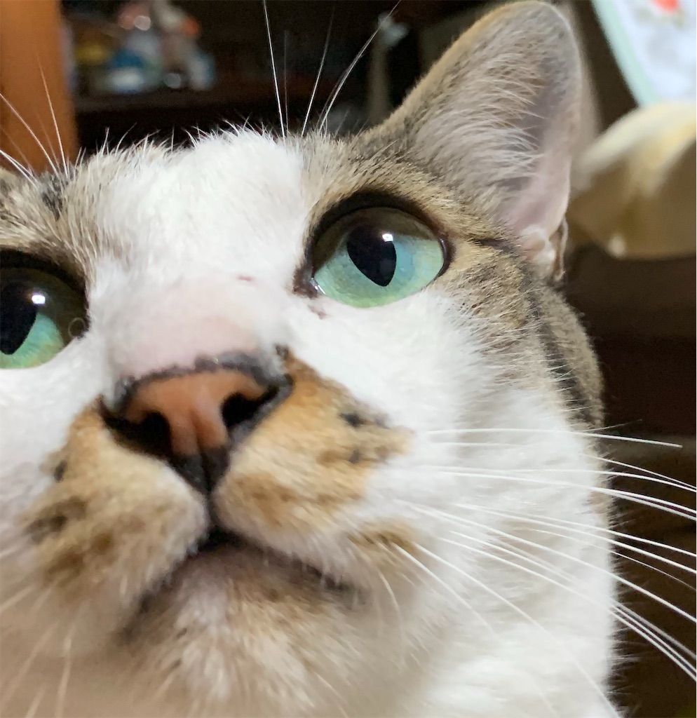f:id:karasunohana:20190724185330j:image
