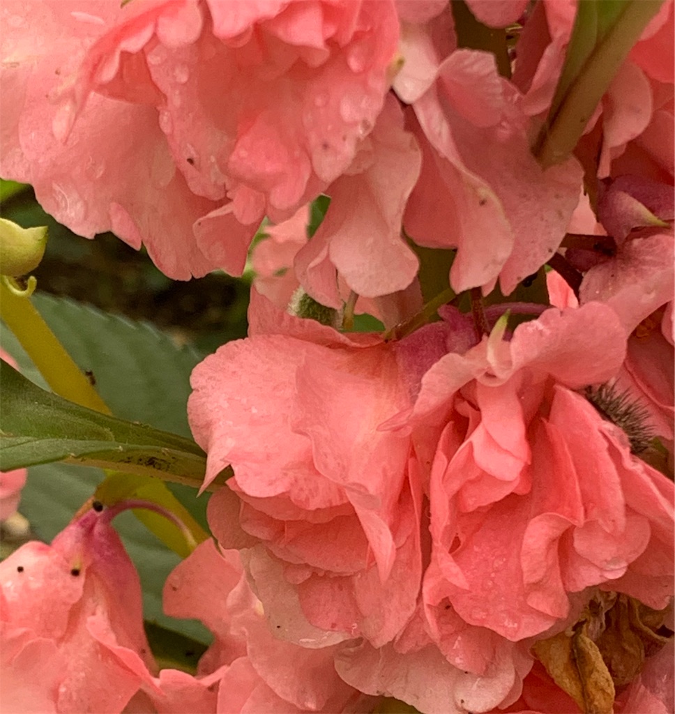 f:id:karasunohana:20190726202627j:image
