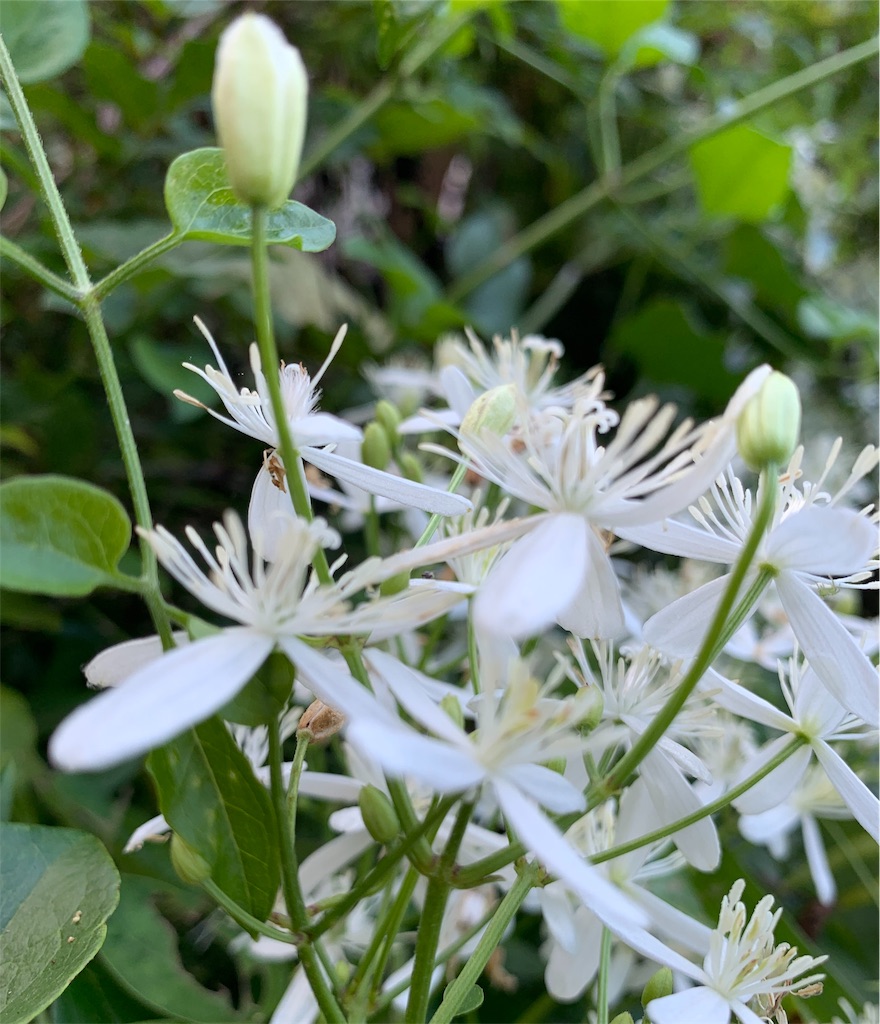 f:id:karasunohana:20190906220511j:image