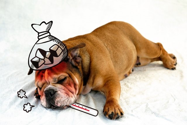 f:id:karate-kids:20181220231151j:plain