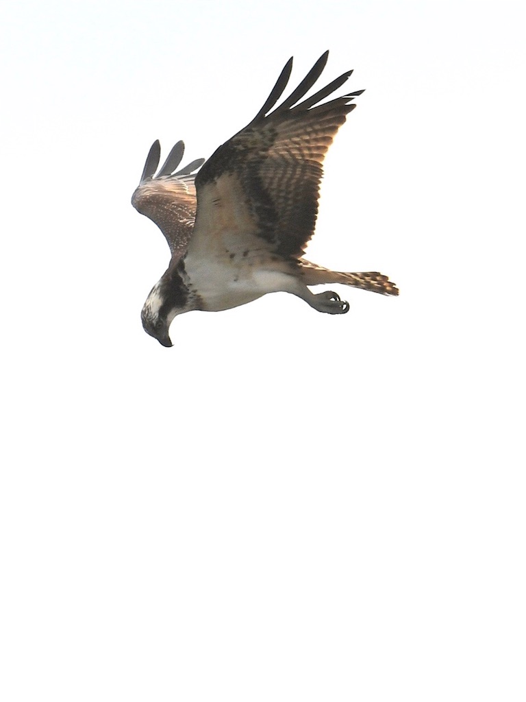 f:id:karate-knd5:20191021155135j:image